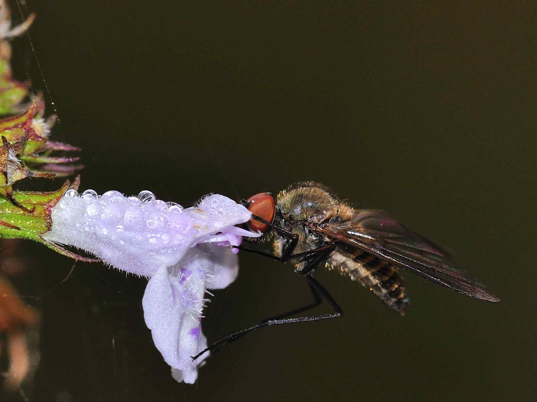 Geron sp. (Bombyliidae)